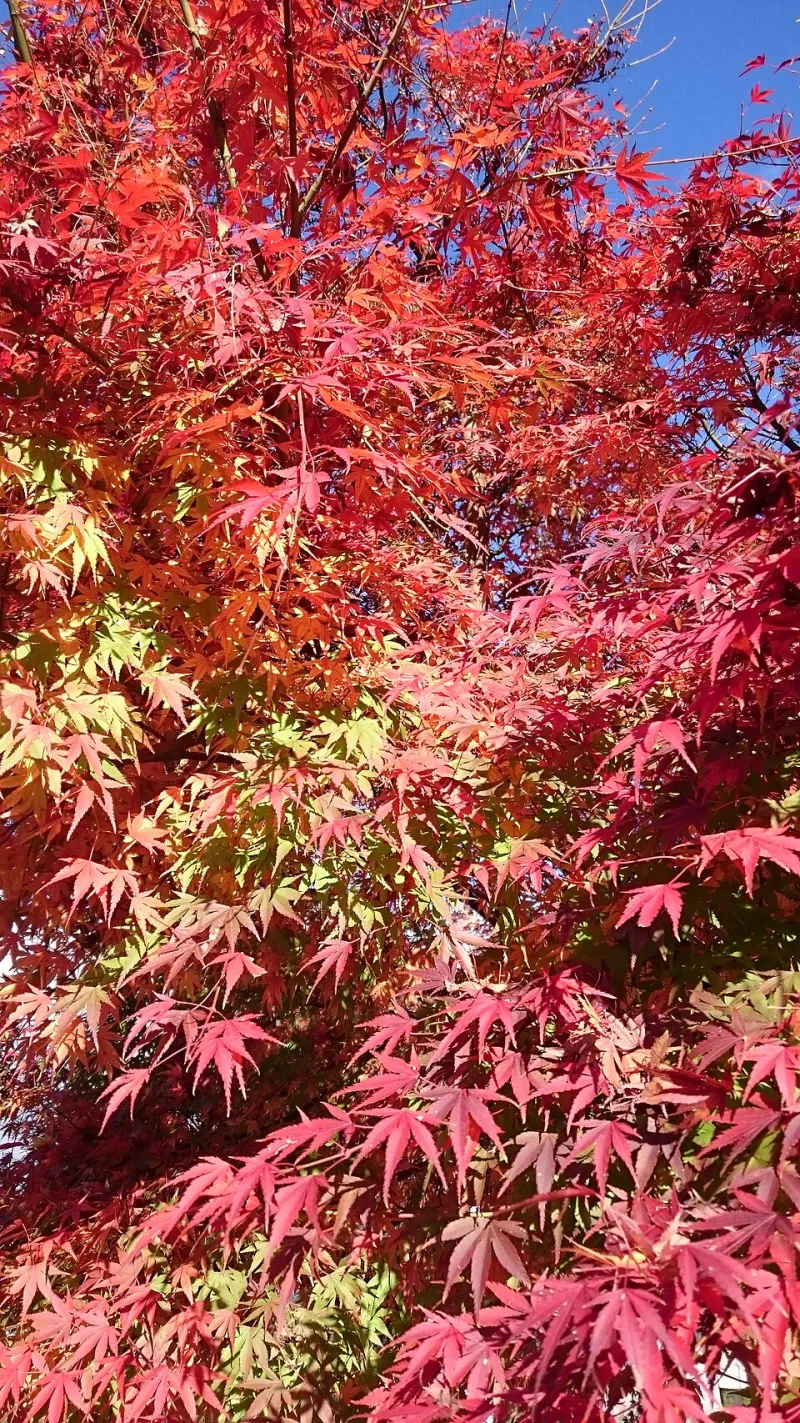 Let the Season Lead: A Practical Guide to Kisetsukan — Japan's Ancient Antidote to Autumn Burnout